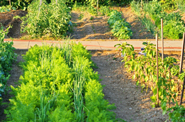 Plants being planted into a flowerbed