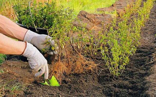 Plants being planted into a flowerbed