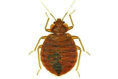 bedbug - pest control springfield, ma