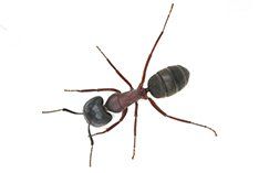 carpenter ant - pest control springfield, ma