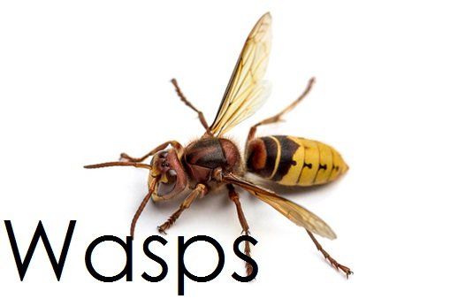 wasps
