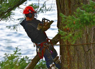 Tree Trimming - Tree Damage in Troy, ID