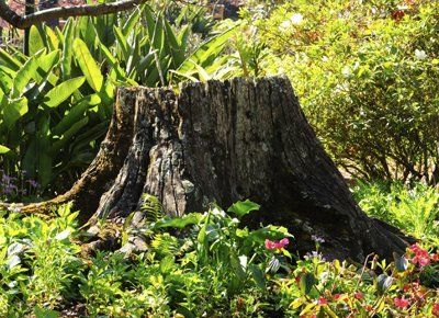 Tree Trump - Tree Damage in Troy, ID