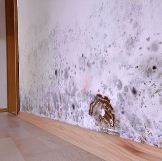 Mold Remediation — Mold On Wall in Cypress, CA