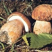 raccolta funghi