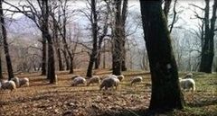 foraggio per pecore foraggio per pecore