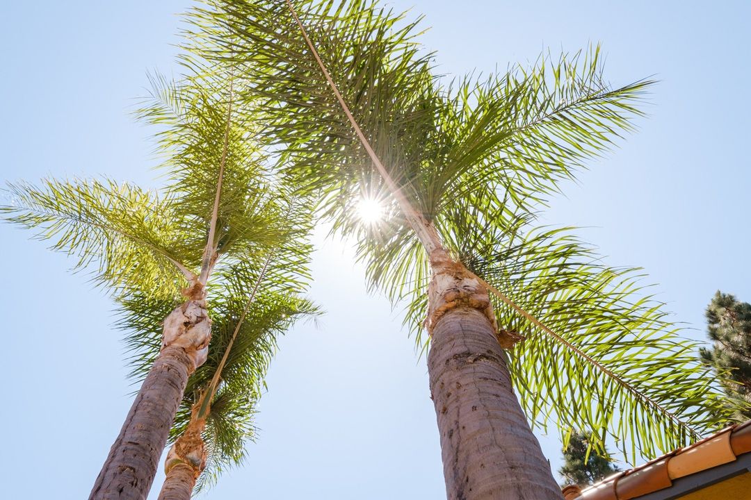 Palm Trees