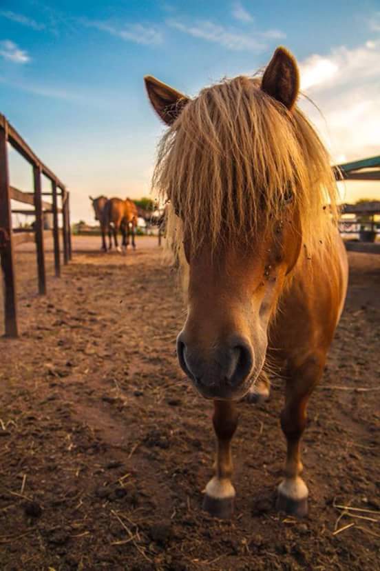 Pony Barbie