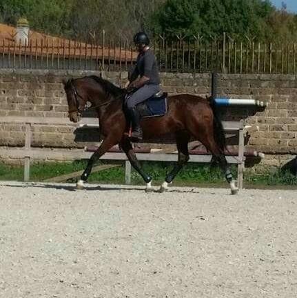 cavallo Linet