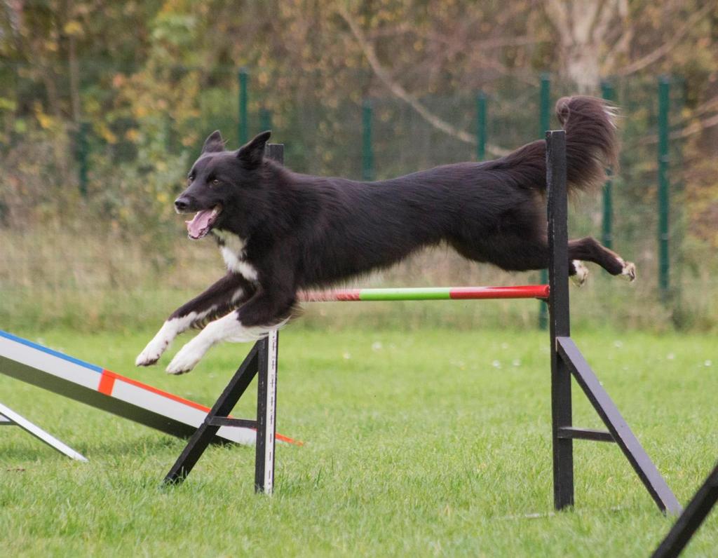 Ein schwarz-weißer Hund springt über eine Hürde.