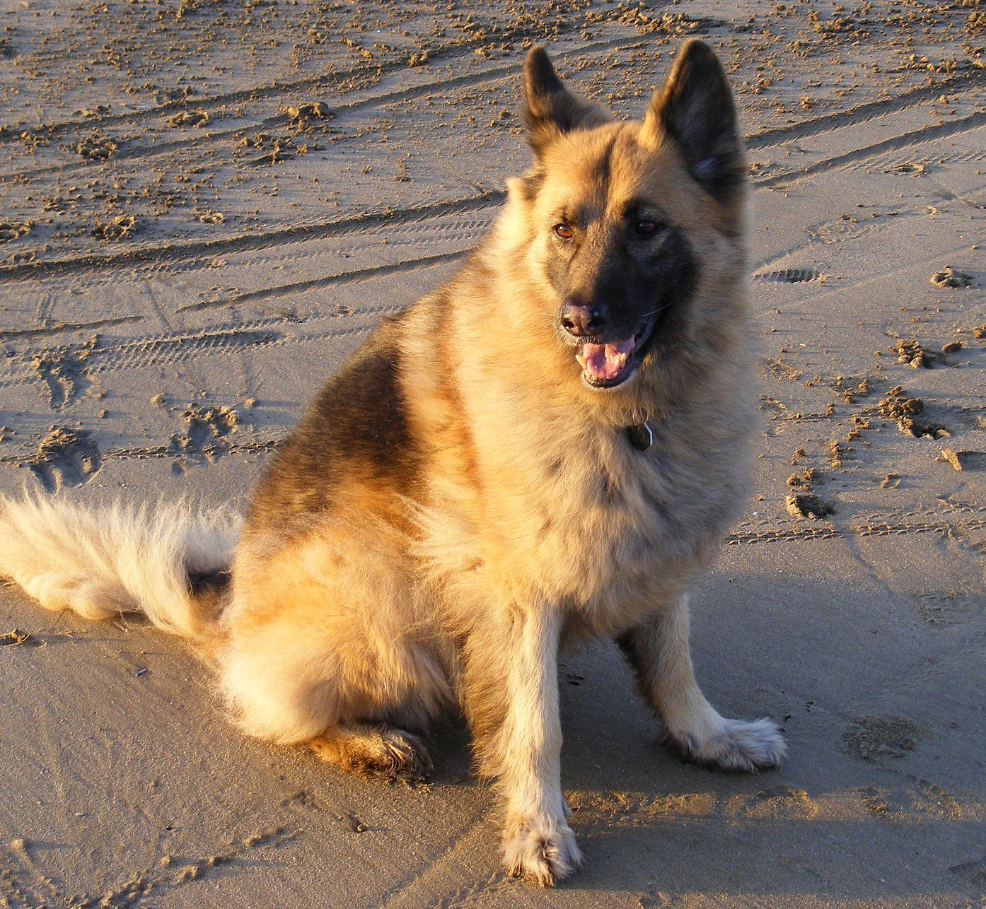 Dogs