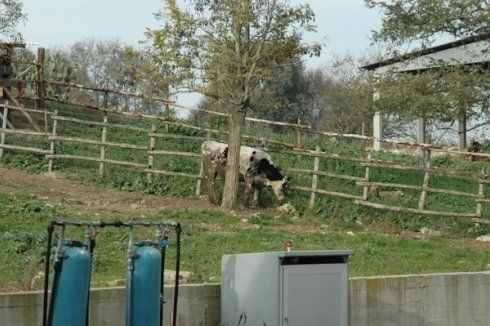 allevamento animali all'aperto