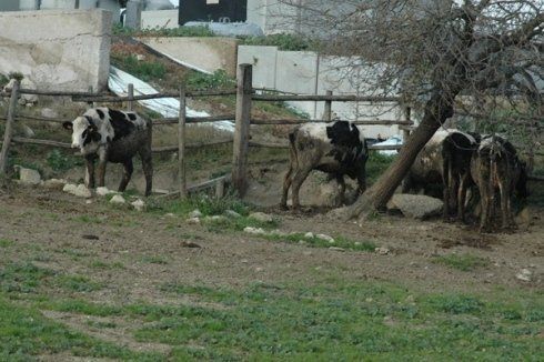 mucche all'aperto