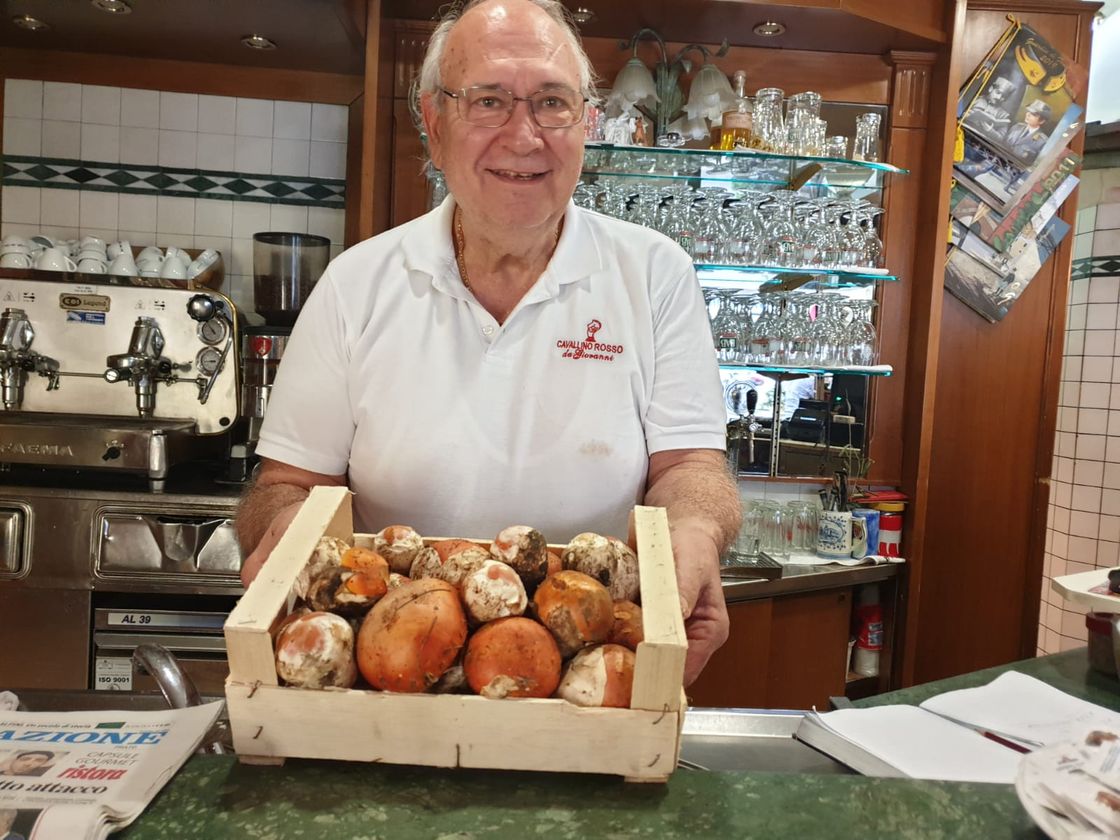 Funghi porcini prato