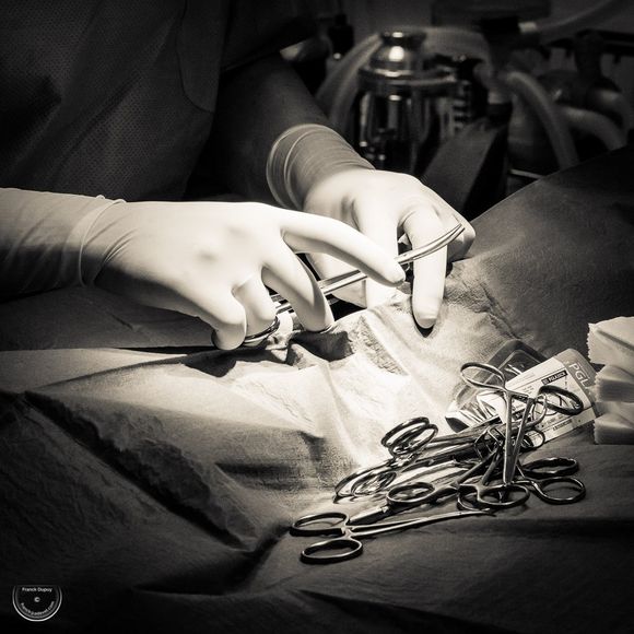 chirurgie vétérinaire Vernon