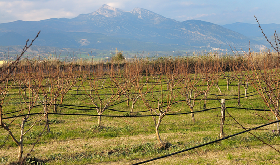 Pescheti e Pollino