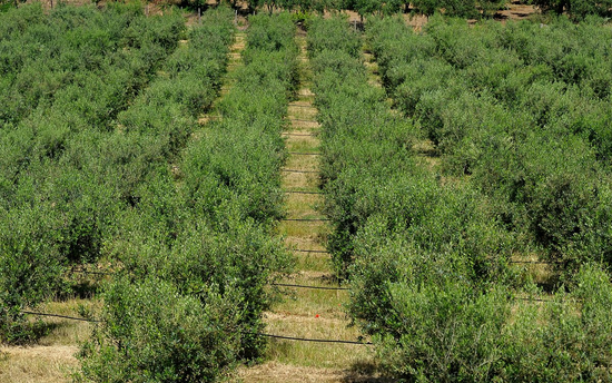 Produzione