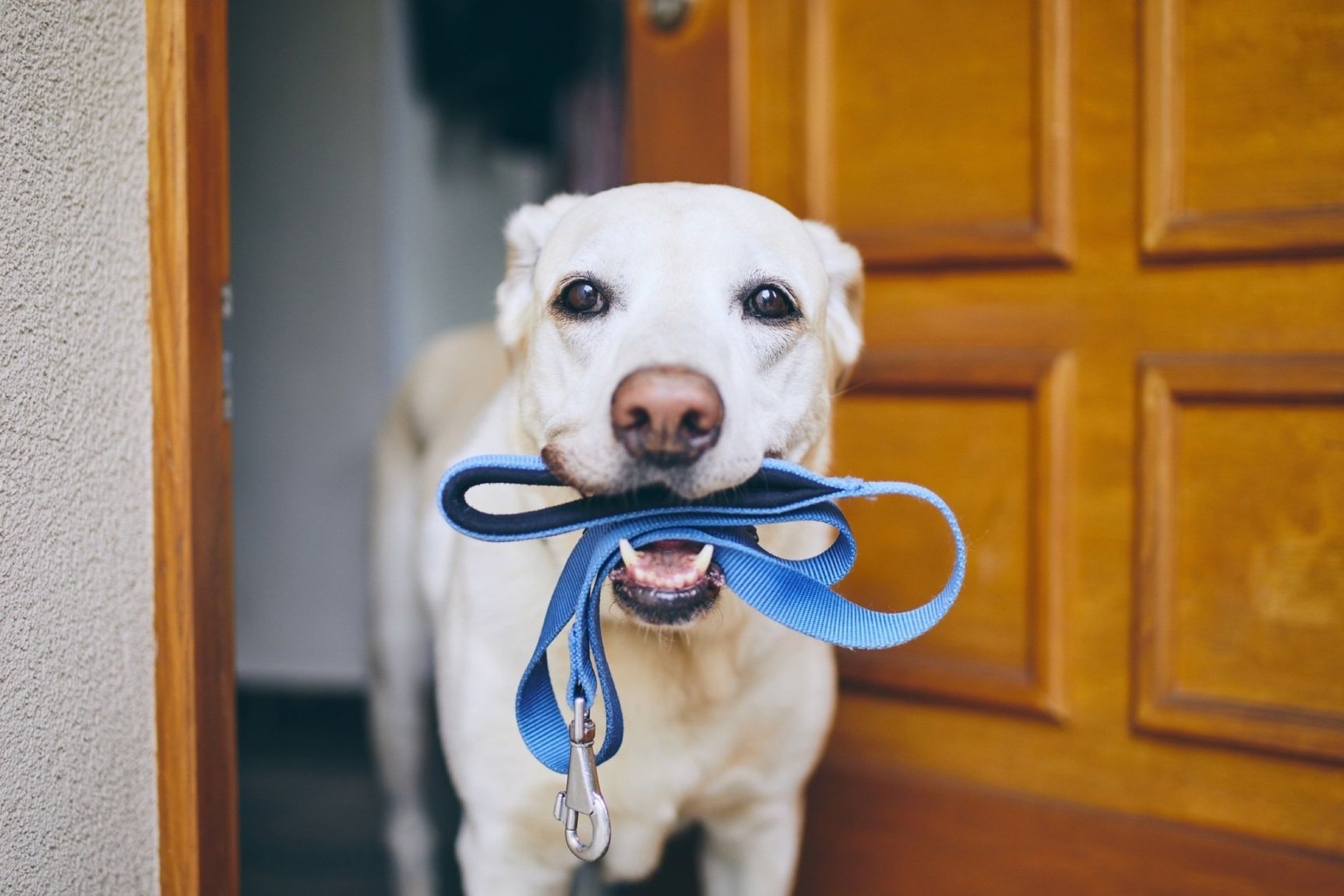dog at door