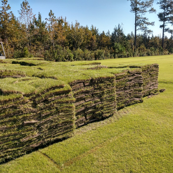 Rolls of Sod — Stedman, NC — Horne Turf Farm Rolls of Sod — Stedman, NC — Horne Turf Farm