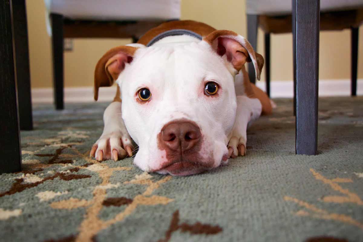 Make sure your pet is safe during a storm Make sure your pet is safe during a storm