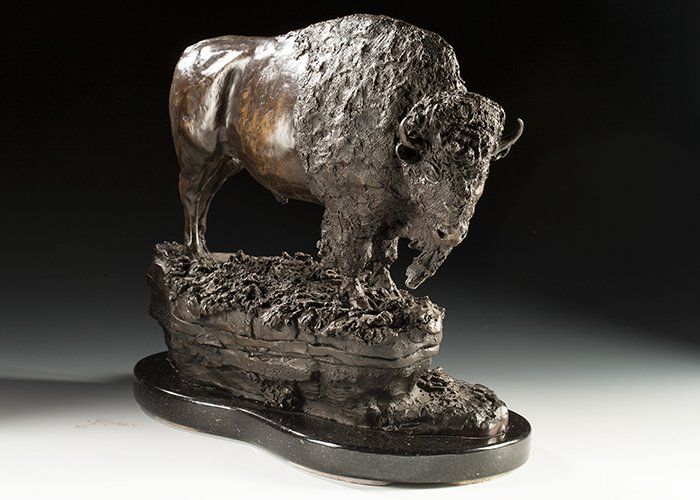 veteran bull bison