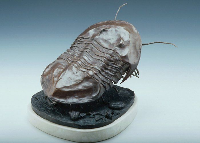Isotelus maximus, trilobite back