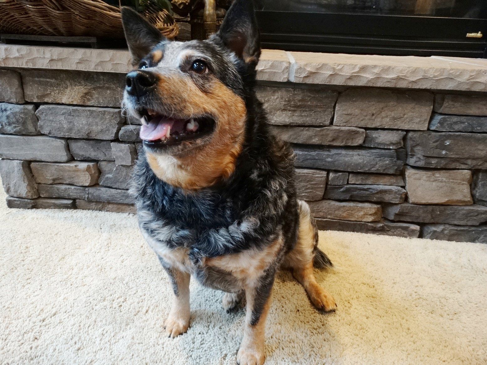 A dog is sitting on the floor in front of a fireplace.