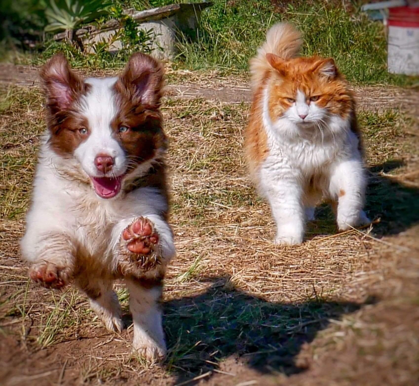 puppy and cat playing together in dirt