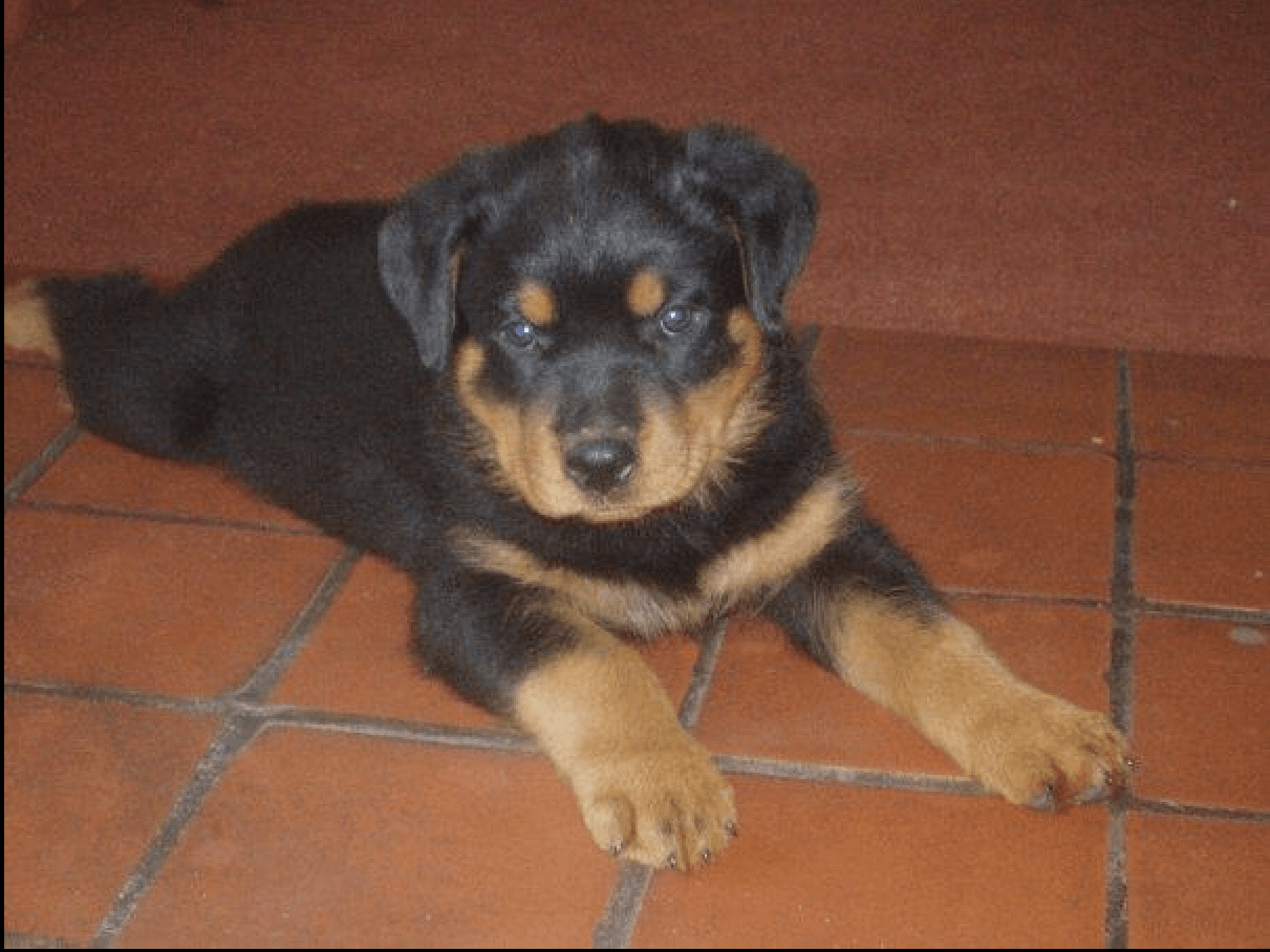 little puppy lying on tiled floor