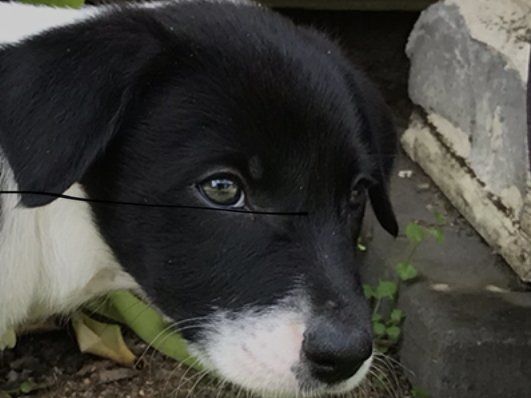 close up black and white puppy face