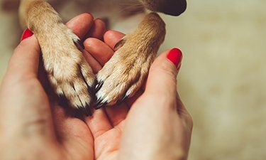 Read More About Pet Collection & Delivery Options Owner holding their pets hands - pet cremation Sunshine Coast