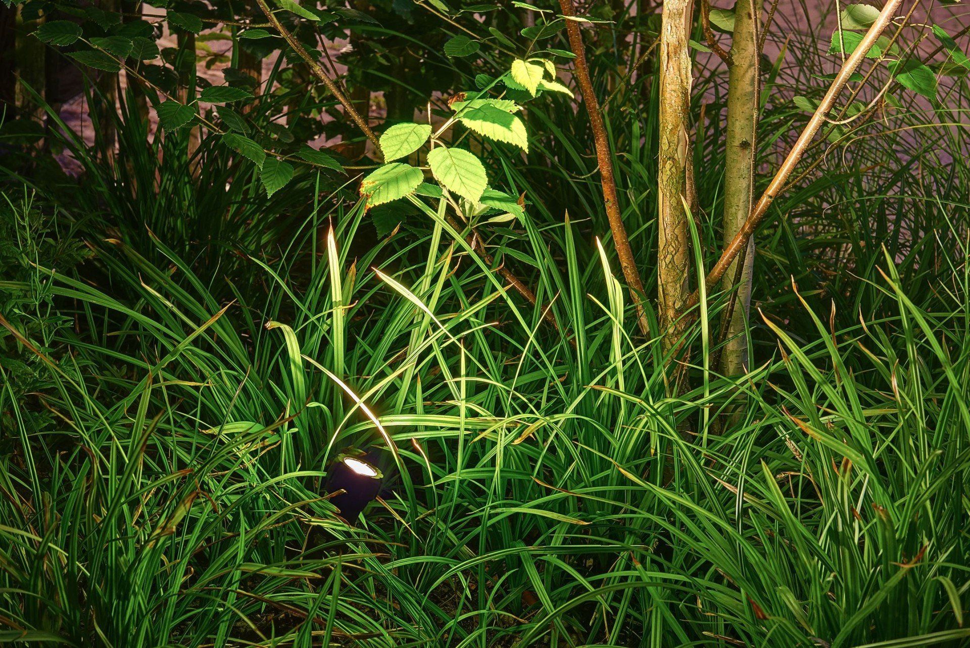 Een donkergekleurd dier, 's nachts gedeeltelijk verborgen in het hoge groene gras, met een klein wit bloempje in de buurt.