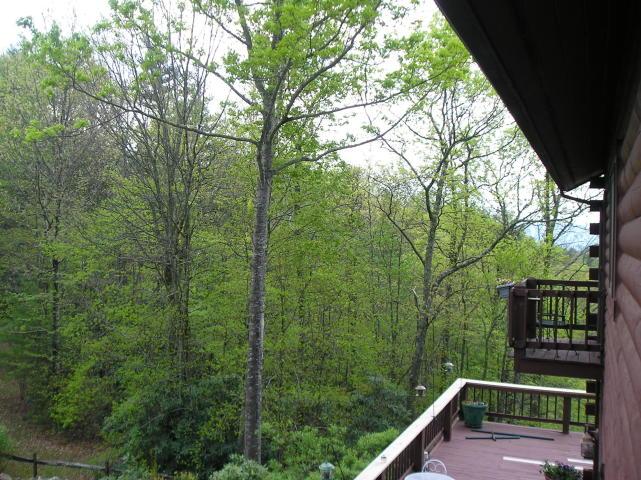 A view of a forest from a deck of a log cabin