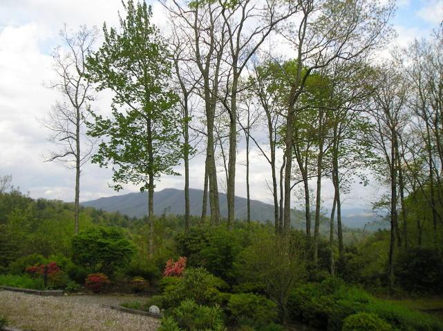 A row of trees with mountains in the background