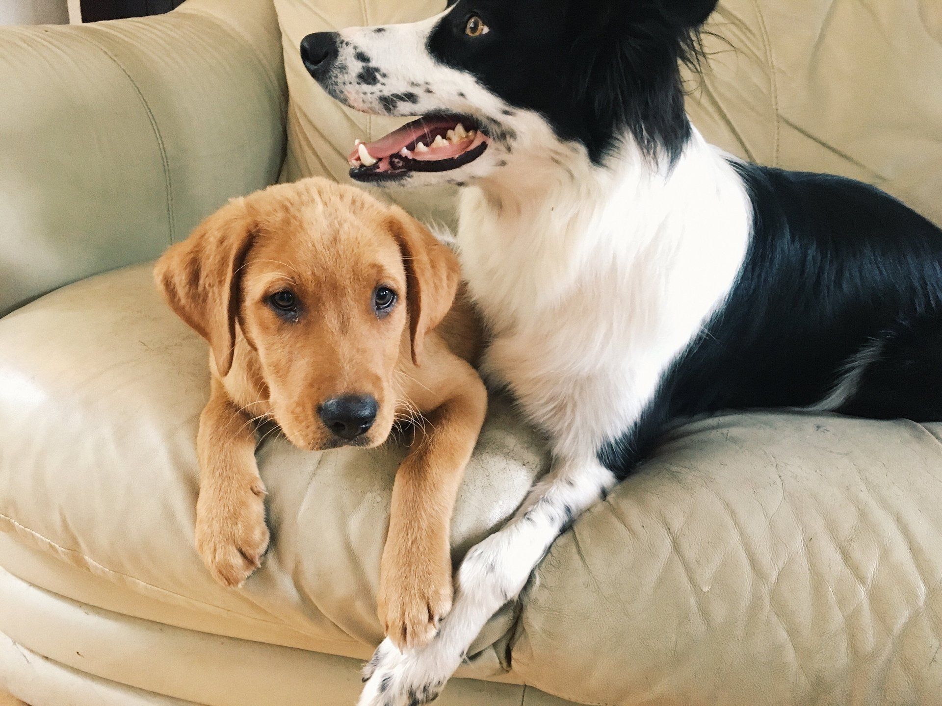 A puppy and a border collie are sitting on a couch