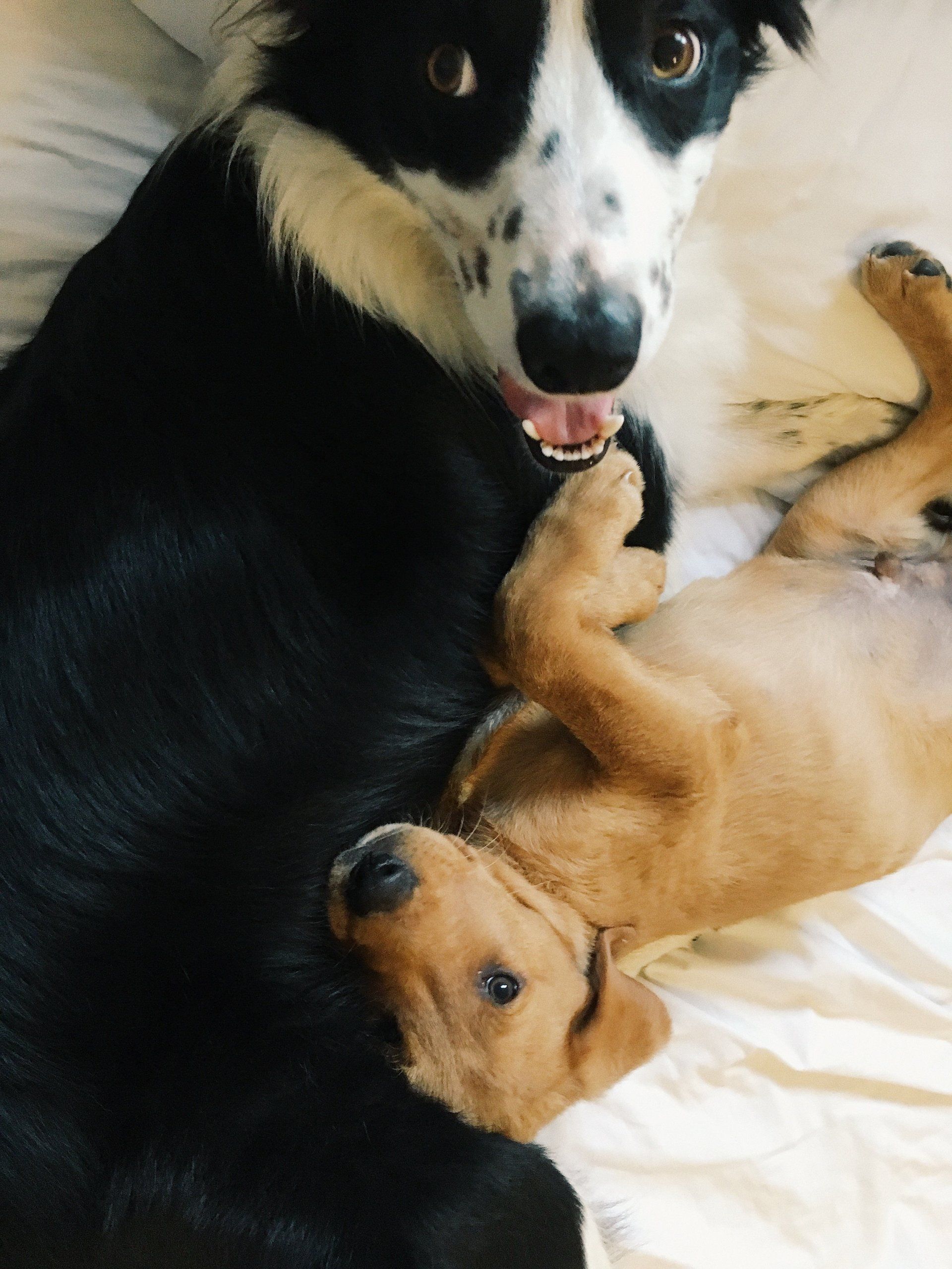 A black and white dog laying on top of a brown dog