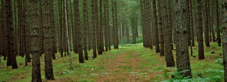A narrow pathway of grass and scattered leaves is flanked by tall, straight, dark trees in a forest.