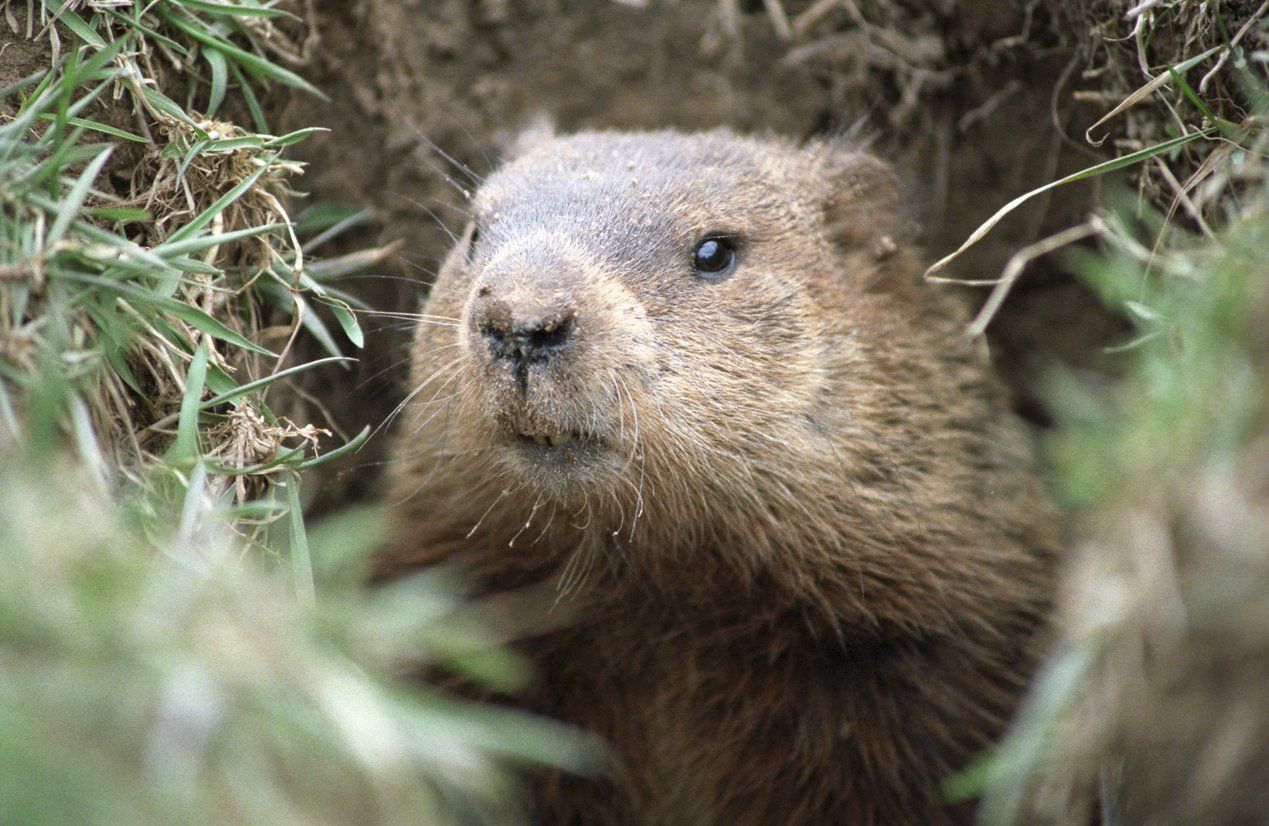 Groundhog