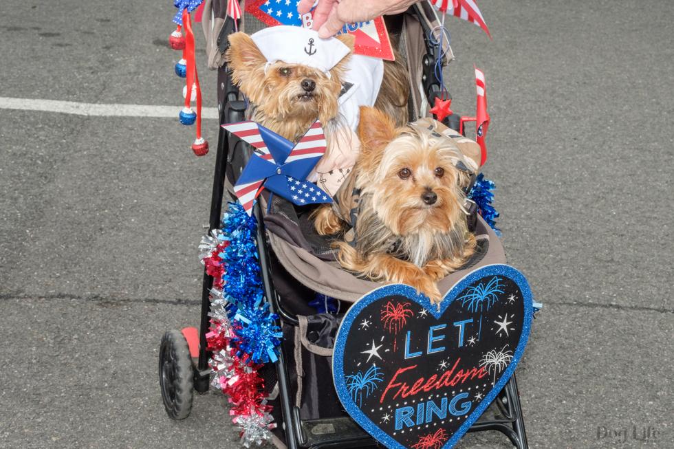 Two dogs in a stroller with a sign that says let freedom ring