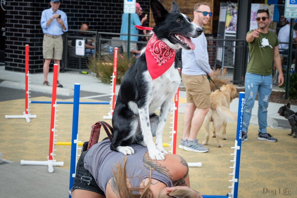 A black and white dog is sitting on top of a woman.