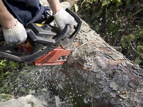 Man Cutting a Tree Using Chainsaw — Tree Removal Lismore, NSW Man Cutting a Tree Using Chainsaw — Tree Removal Lismore, NSW