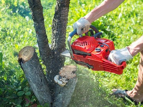 Tree Cutting — Green’s Tree Lopping in Rous Mill, NSW Tree Cutting & Felling — Tree Services Lismore, NSW