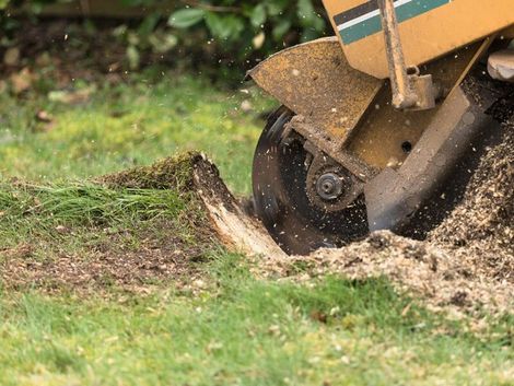 Tree Stump Grinding in backyard with Vermeer machinery — Tree Stump Grinding Lismore, NSW Tree Stump Grinding in backyard with Vermeer machinery — Tree Stump Grinding Lismore, NSW