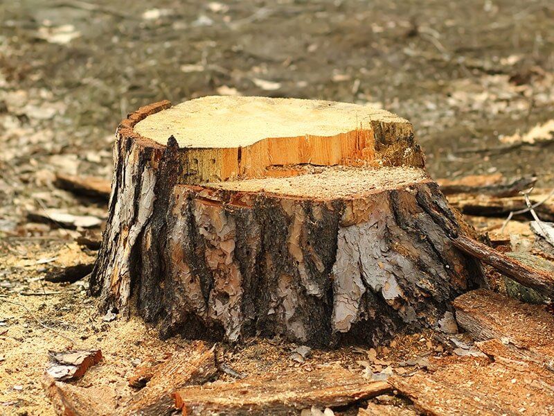 Tree Stump after being cut down by arborists in Lismore Tree Stump after being cut down by arborists in Lismore