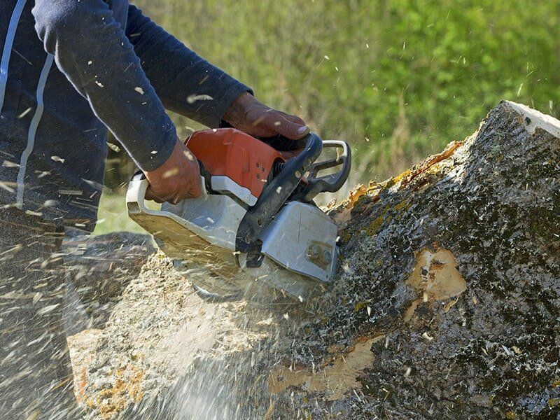 Cutting a Tree Using Chainsaw by our tree felling experts in Lismore Cutting a Tree Using Chainsaw by our tree felling experts in Lismore