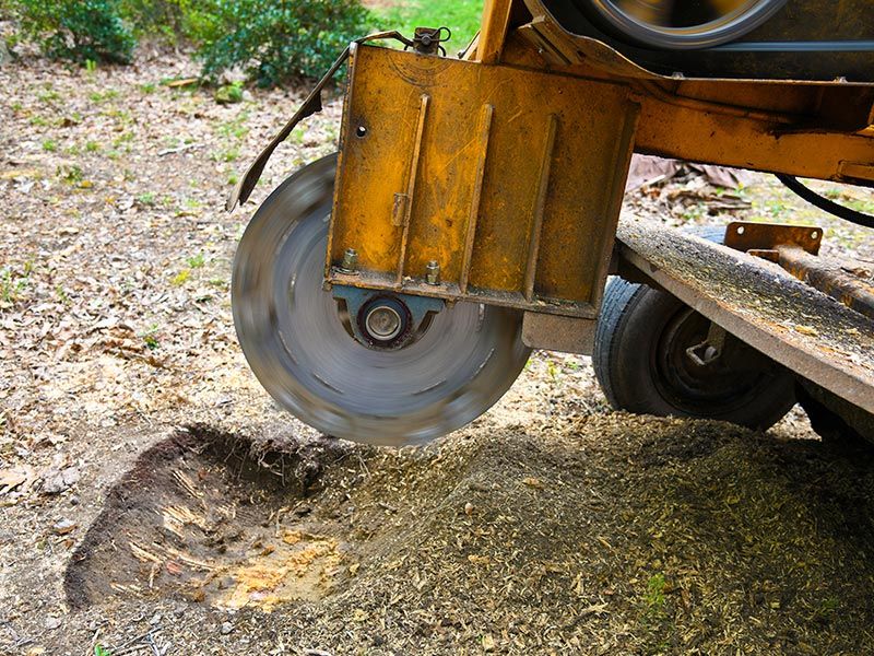 Stump Grinding — Green’s Tree Lopping in Rous Mill, NSW Stump Grinding Lismore — Green’s Tree Lopping in Rous Mill, NSW
