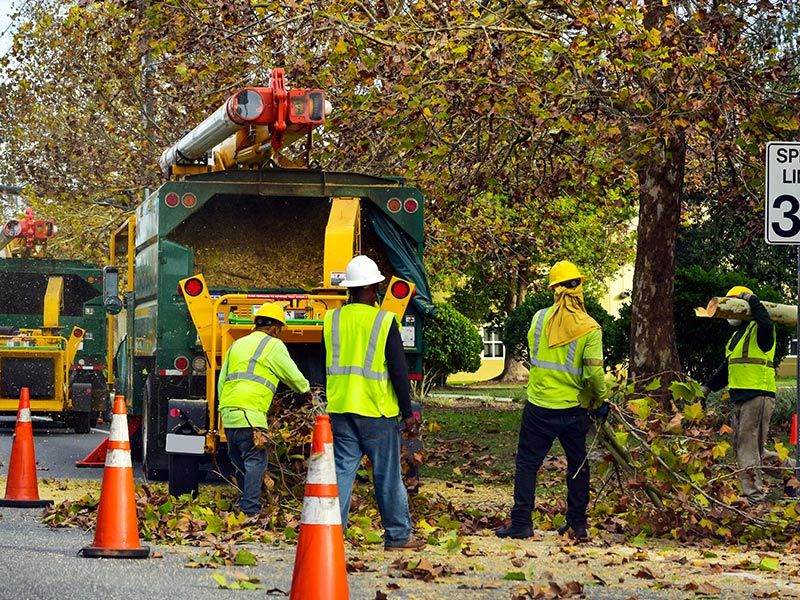 Men Collecting Tree Mulch — Green’s Tree Lopping in Rous Mill, NSW Men Collecting Tree Mulch — Green’s Tree Lopping in Rous Mill, NSW