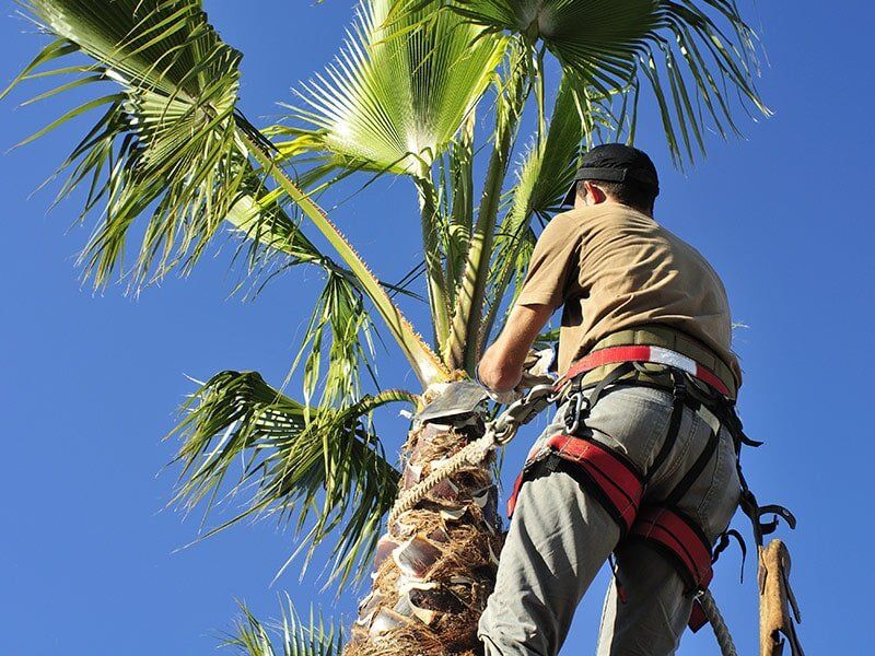 Man With Safety Harness Trimming Palm Tree — Green’s Tree Lopping in Rous Mill, NSW Man With Safety Harness Trimming Palm Tree — Green’s Tree Lopping in Rous Mill, NSW