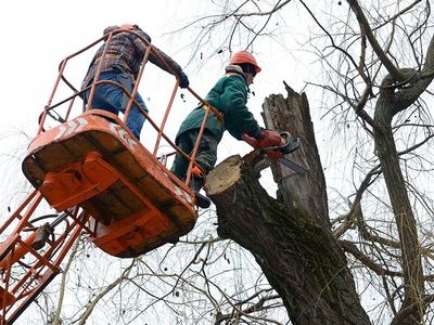 Men on Cherry Picker Cutting Tree Branch — Tree Removal Lismore, Ballina, NSW Men on Cherry Picker Cutting Tree Branch — Tree Removal Lismore