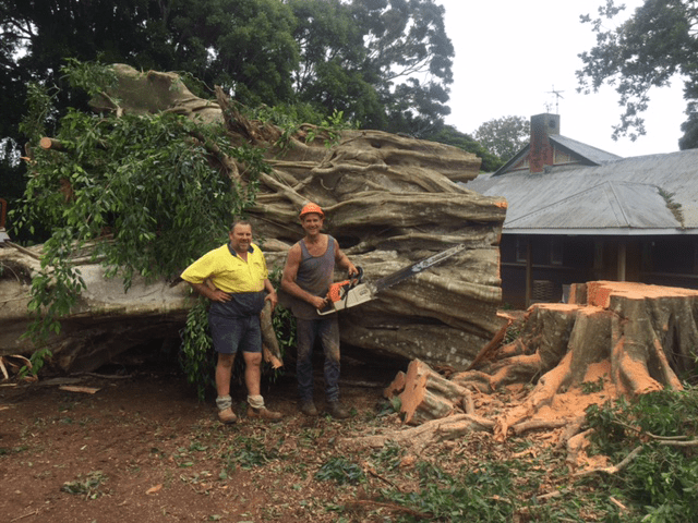 Two Arborists Standing Next to Extremely Large Tree Trunk — Green’s Tree Lopping in Rous Mill, NSW Two Arborists Standing Next to Extremely Large Tree Trunk — Tree Lopping Lismore NSW